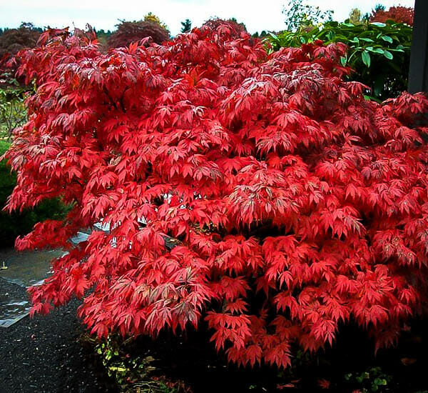 Japanese Maple "Oregon Sunset"