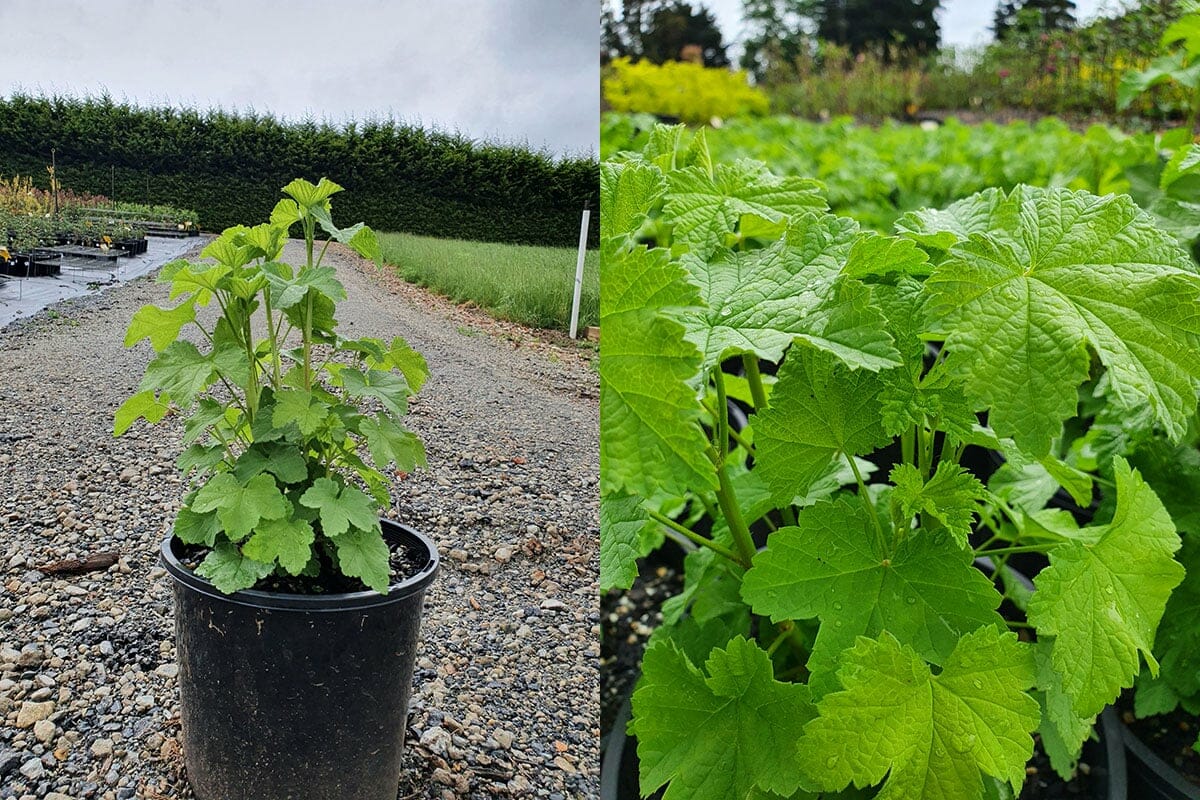 Two images feature 8" pots of outdoor plants, including the vibrant Ribes 'Red Currant,' displaying lush green leaves on gravel. These lively specimens are set against a natural backdrop, enhanced by additional greenery to create an enchanting scene.