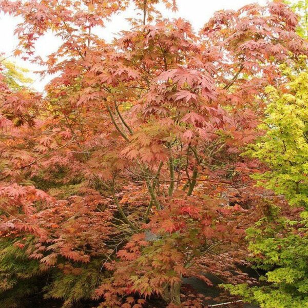 Acer "Ariadne"