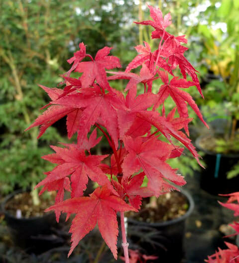 Acer "Aka Kawa Hime"