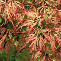 Japanese Maple "Berrima Bridge"