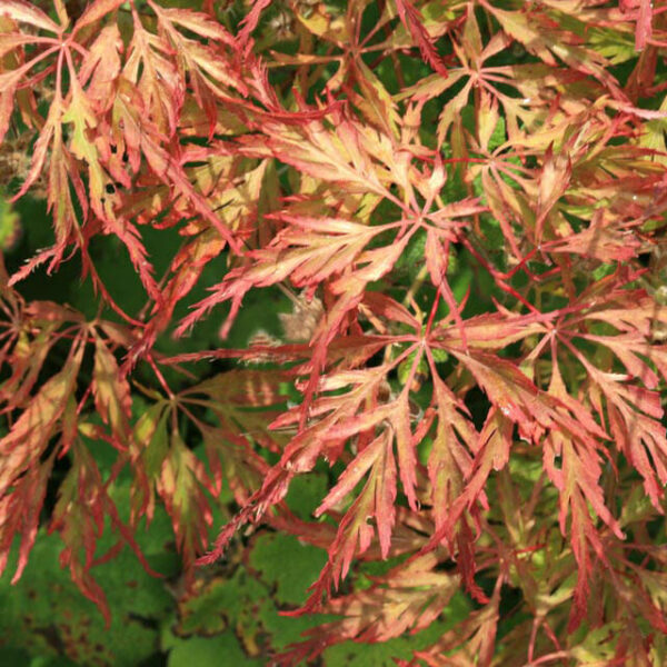 Japanese Maple "Berrima Bridge"