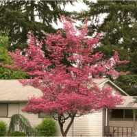 Acer "Chishio Improved"