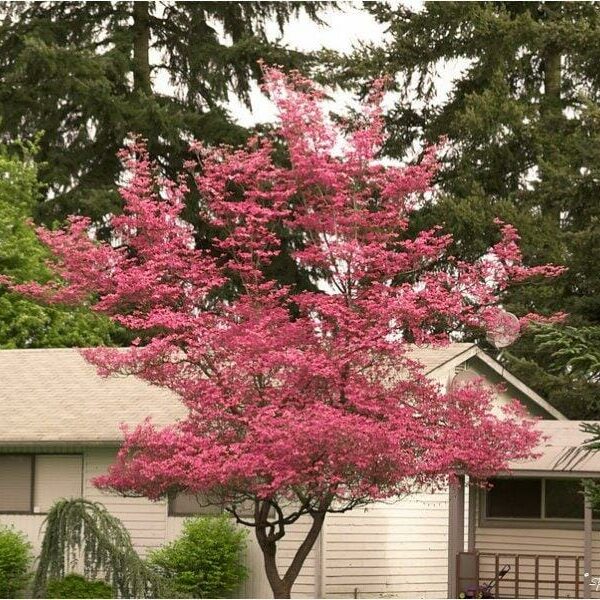 Acer "Chishio Improved"