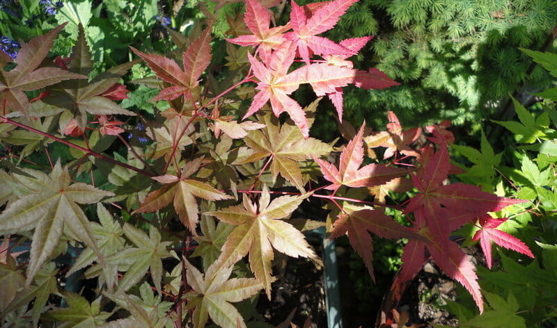 Acer "Chishio Improved"