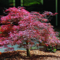Japanese Maple "Oshu Beni"