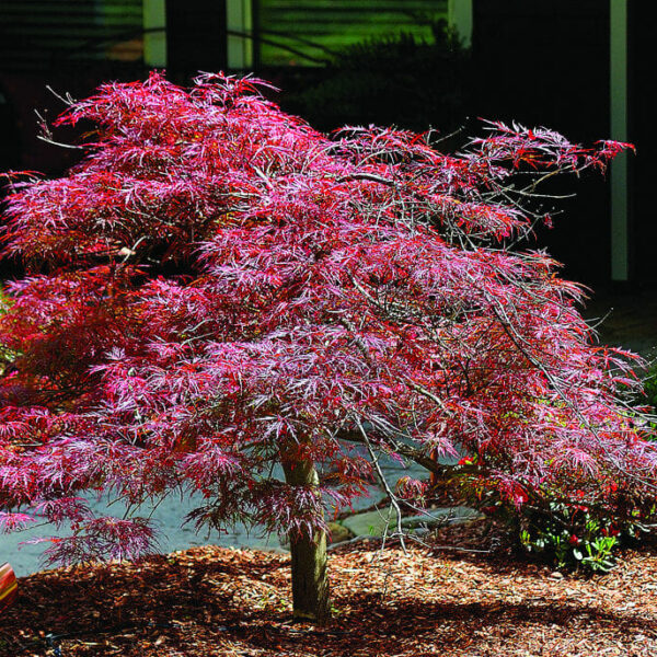 Japanese Maple "Oshu Beni"