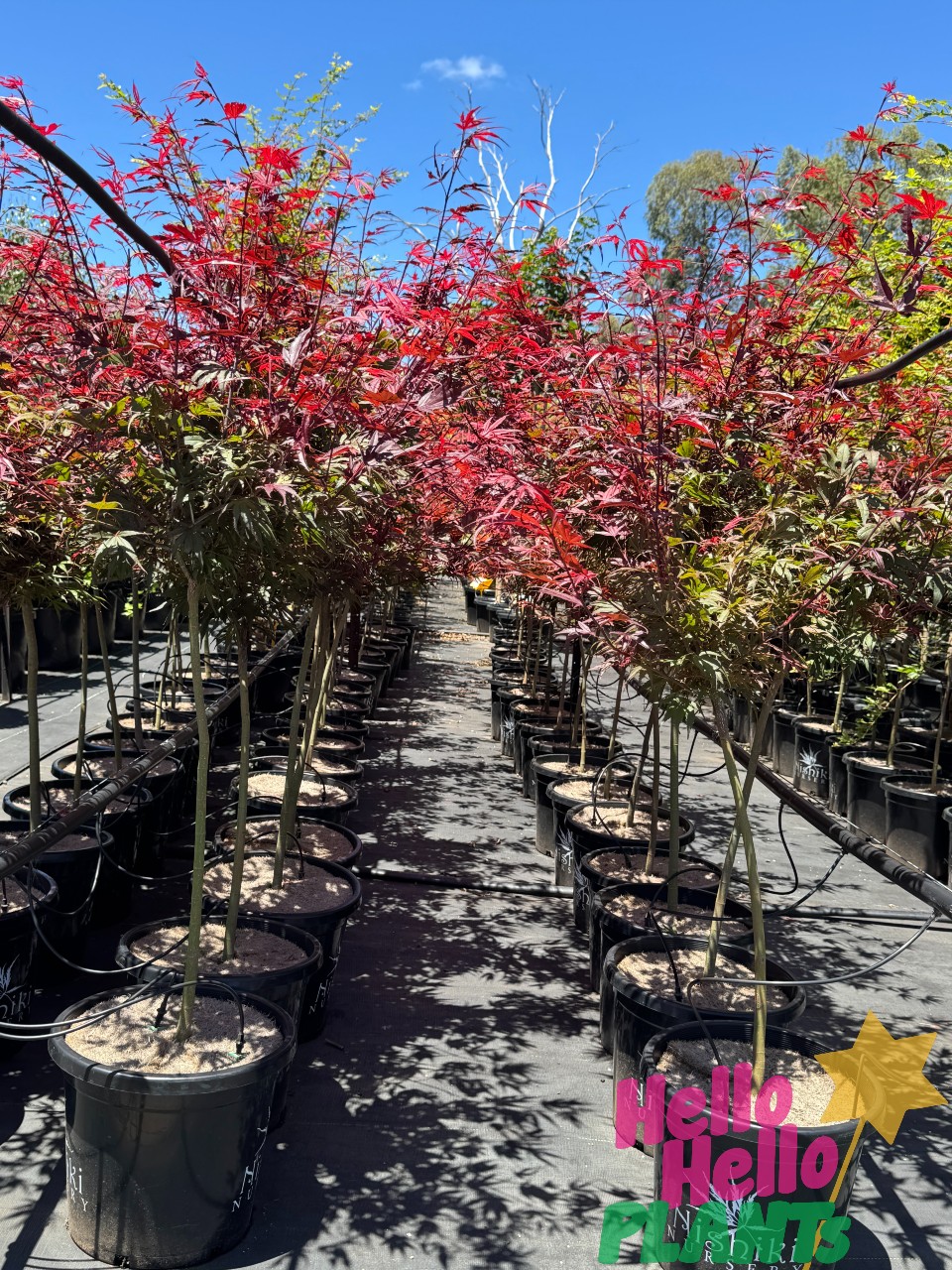 In the nursery, rows of Acer 'Shaina' Japanese Maples in 13" pots display their vibrant red leaves, with a logo in the bottom right corner.