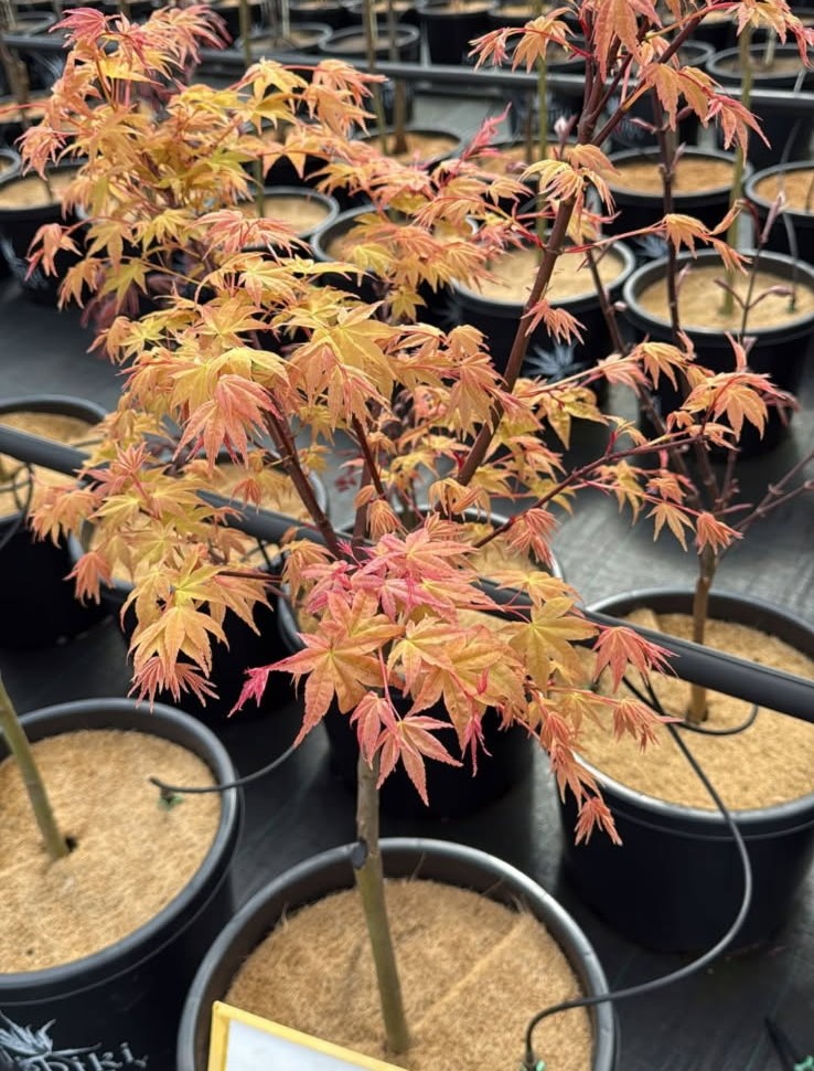 Acer 'Chishio' Japanese Maple (Standard) 13" Pot - Image 3