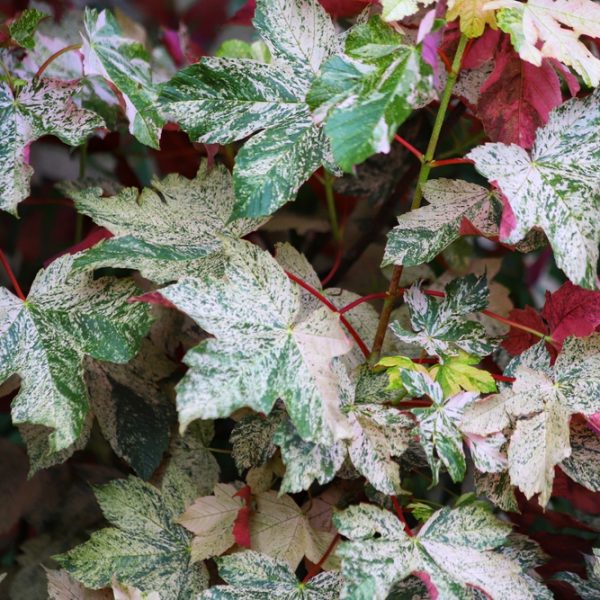 Close-up of Acer 'Oregon Sunset' Japanese Maple in a 12" pot, featuring variegated green, white, and red leaves with speckled patterns. This striking tree brings vibrant colour and beauty to any space.