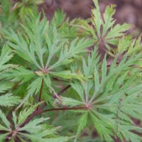 Japanese Maple Weeping "Felice"