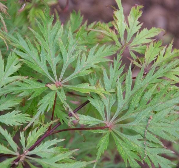 Japanese Maple Weeping "Felice"