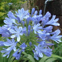 Agapanthus "Star Quality"