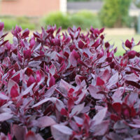 Close-up of vibrant red-purple leaves of an Alternanthera 'Little Ruby™' 6" Pot, with a softly blurred background of a lawn and a green shed.