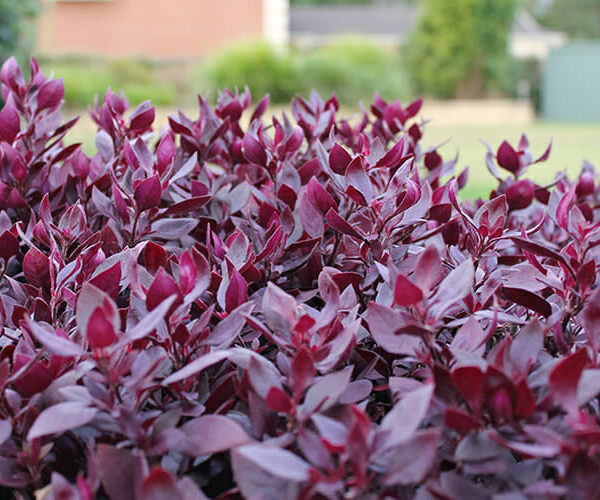 Close-up of vibrant red-purple leaves of an Alternanthera 'Little Ruby™' 6" Pot, with a softly blurred background of a lawn and a green shed.