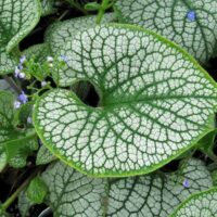 Brunnera "Sea Heart"