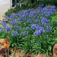 Agapanthus "Bingo Blue"