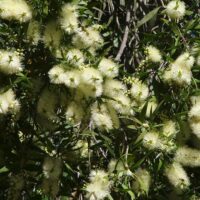 Callistemon "White Anzac"