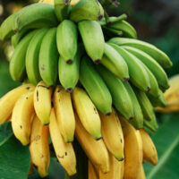 Banana Dwarf Cavendish