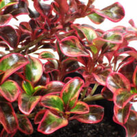 Coprosma "Ignite"