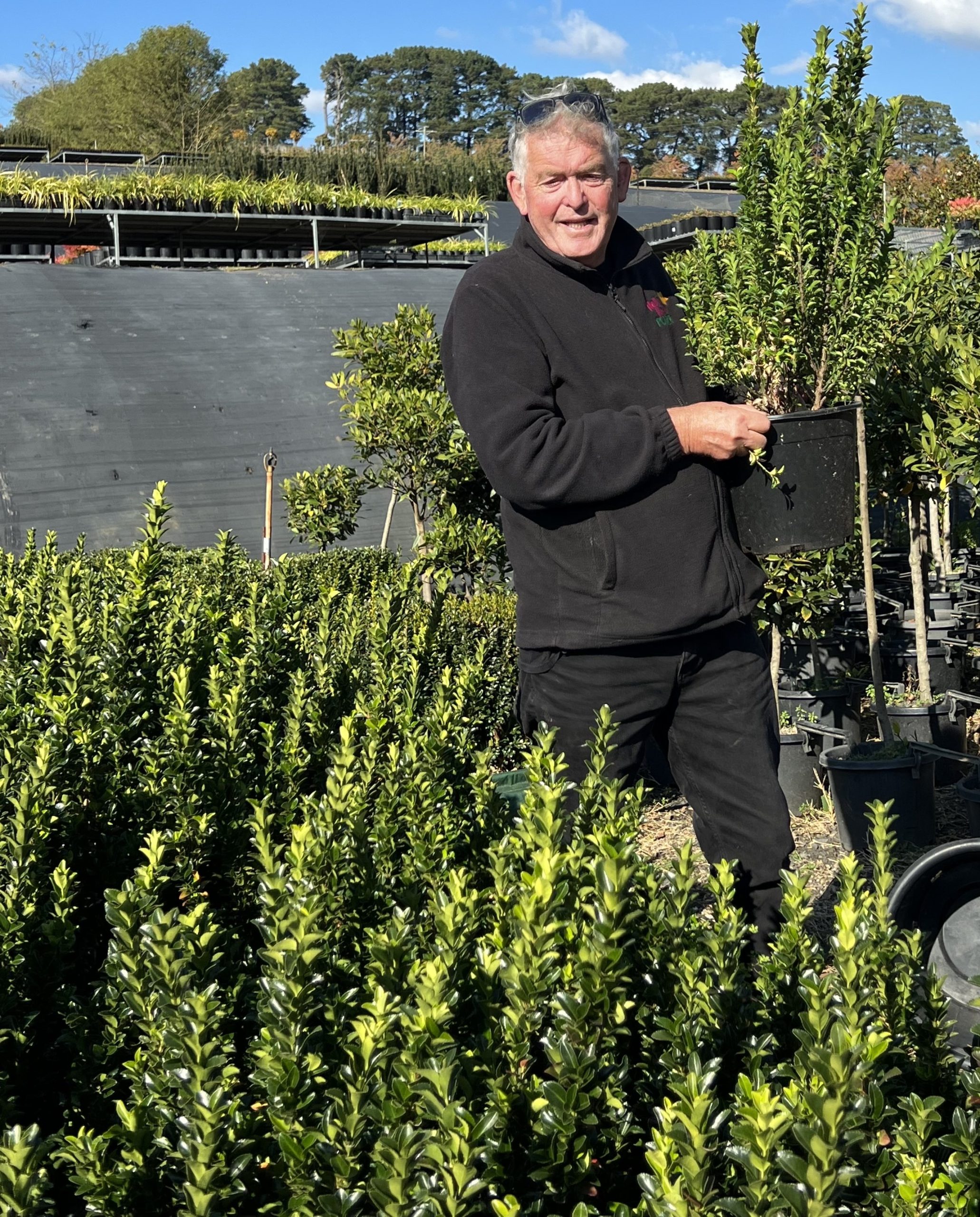 Euonymus japonicus Green Rocket Japanese spindle bush 10inch pots chris hello hello plants