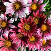 Pink, white, and red gazania flowers with yellow centers bloom beside an Acer 'Sensation' Maple in a 13" pot, all framed by lush green leaves.
