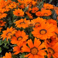 Vibrant orange daisy-like flowers with dark centers thrive beneath the lush foliage of an Acer 'Sensation' Maple in a 13" pot.