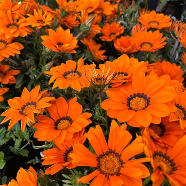 Vibrant orange daisy-like flowers with dark centers thrive beneath the lush foliage of an Acer 'Sensation' Maple in a 13" pot.
