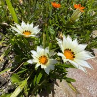 Three white daisies with yellow centers and black markings bloom in a garden bed next to an Acer 'Sensation' Maple 13" Pot, surrounded by green leaves and orange flowers in bright sunlight.