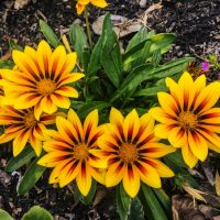 Bright yellow gazanias with orange-red centers bloom in a cluster next to an Acer ‘Sensation’ Maple 13" Pot, surrounded by green foliage, soil, and small purple flowers nearby.
