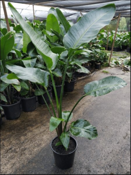 Strelitzia 'Giant Bird of Paradise' 10" Pot - Image 4