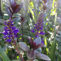 Hebe "Lady Ardilaun"