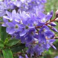 Hebe "Summer Blue"