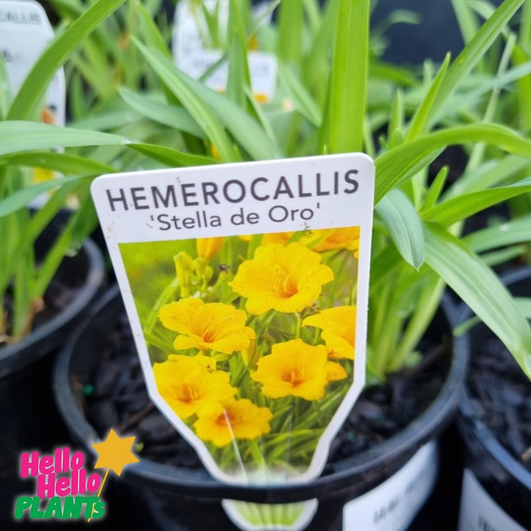 Hemerocallis 'Stella de Oro' Daylily 6" Pot - Image 3