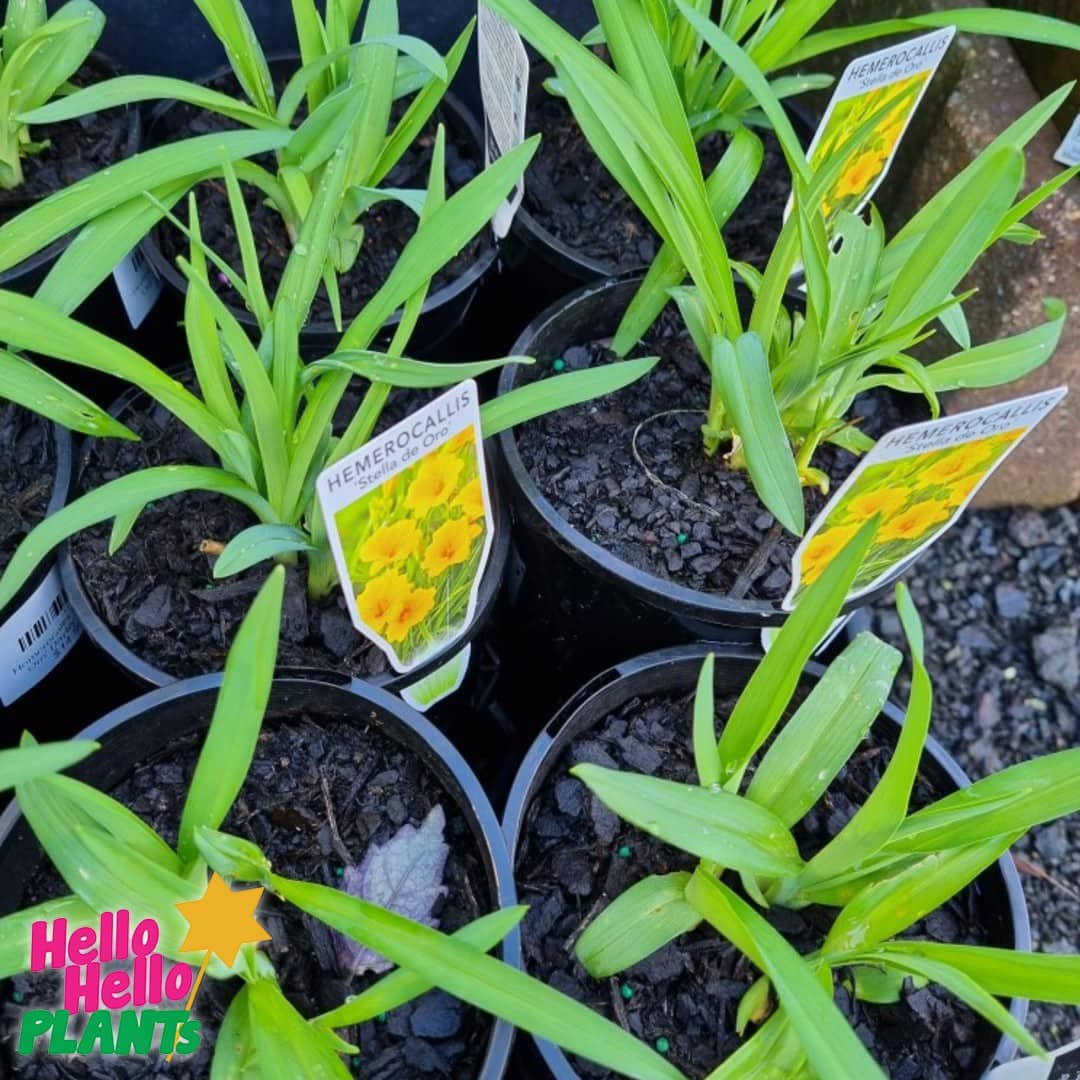 Hemerocallis 'Stella de Oro' Daylily 6" Pot - Image 4