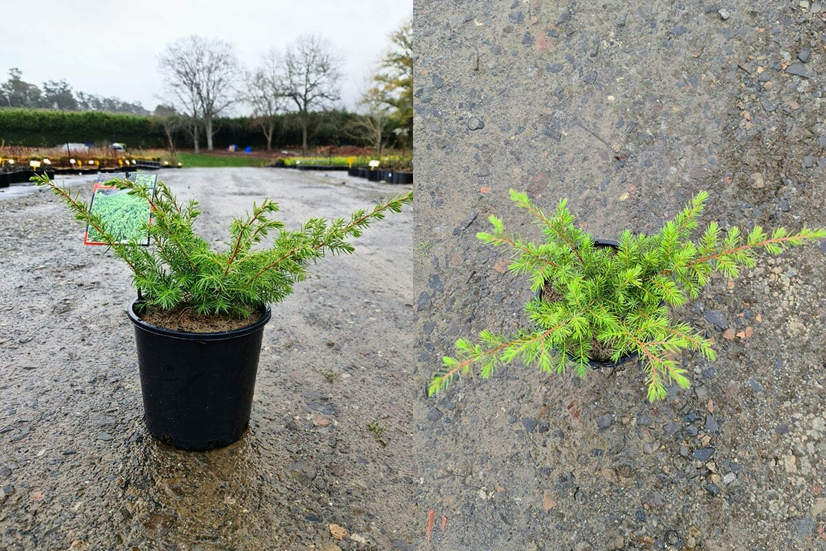 Juniperus conferta 'Shore Juniper' 8" Pot - Image 2
