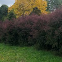 A row of dense maroon shrubs with a bright yellow Acer 'Full Moon' Japanese Maple behind, set against a backdrop of tall green trees and a grassy field with scattered yellow flowers in the foreground.