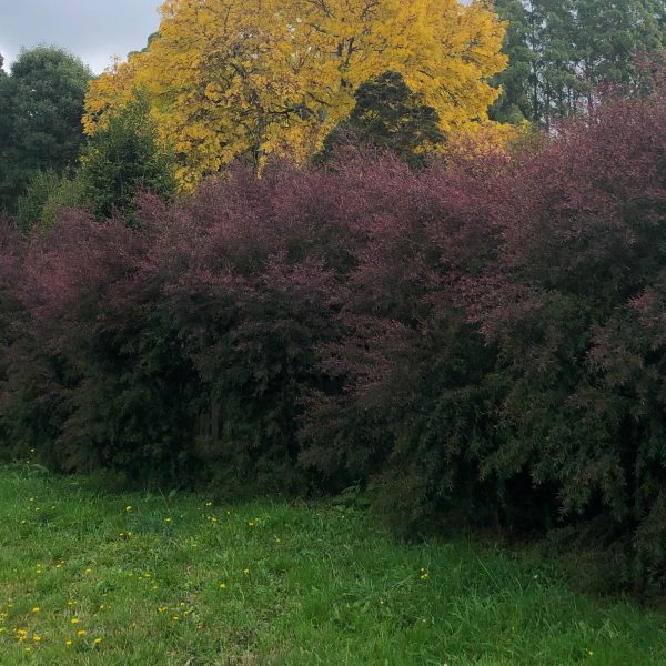 A row of dense maroon shrubs with a bright yellow Acer 'Full Moon' Japanese Maple behind, set against a backdrop of tall green trees and a grassy field with scattered yellow flowers in the foreground.