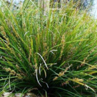The Lomandra 'Lime Wave' in a 6” pot showcases thin, spiky blades and small brown seed heads, making it an ideal lush addition to any pot or garden.
