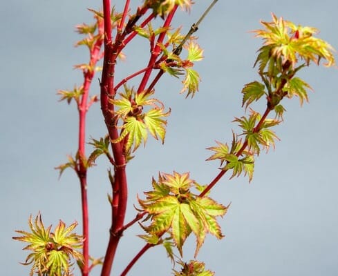 Acer "Aka Kawa Hime"