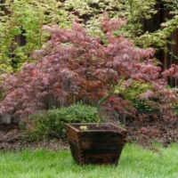 Japanese Maple "Lionheart"