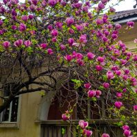 A Magnolia 'Nigra' 6" Pot bursts with numerous pink flowers, blooming beautifully in front of a building with arched windows and a stone fence.