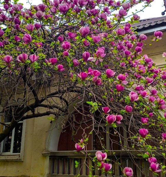 A Magnolia 'Nigra' 6" Pot bursts with numerous pink flowers, blooming beautifully in front of a building with arched windows and a stone fence.