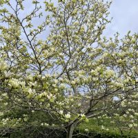 A Magnolia 'Nigra' 6" Pot in full bloom, showcasing its numerous white flowers, stands majestically against a cloudy sky.