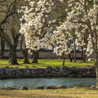 A serene park scene with blooming white magnolia trees, including Magnolia 'Nigra' 6" Pot, a stone wall, and a calm pond bordered by rocks and green grass.