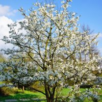 A Magnolia 'Nigra' 6" Pot filled with white blossoms stands in a grassy area with a blue sky in the background, ready to thrive.