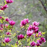 Branches of a Magnolia 'Nigra' 6" Pot tree with blooming pink flowers and green leaves, set against a backdrop of blurred greenery, reminiscent of a garden in spring.