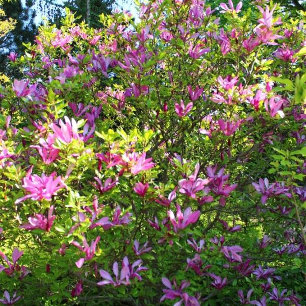 A vibrant bush with numerous pink flowers and green leaves, set against a backdrop of trees and bright sky, thriving beautifully in a Magnolia 'Nigra' 6" Pot.