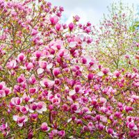 A lush Magnolia 'Nigra' 6" Pot in full bloom, displaying numerous pink flowers amidst green foliage and a blue sky in the background. Perfect for your garden, this beautiful specimen thrives wonderfully in a 6" pot.