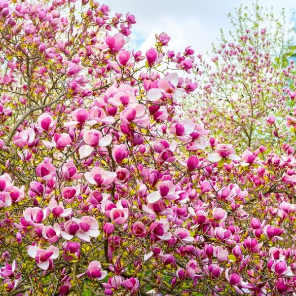A lush Magnolia 'Nigra' 6" Pot in full bloom, displaying numerous pink flowers amidst green foliage and a blue sky in the background. Perfect for your garden, this beautiful specimen thrives wonderfully in a 6" pot.